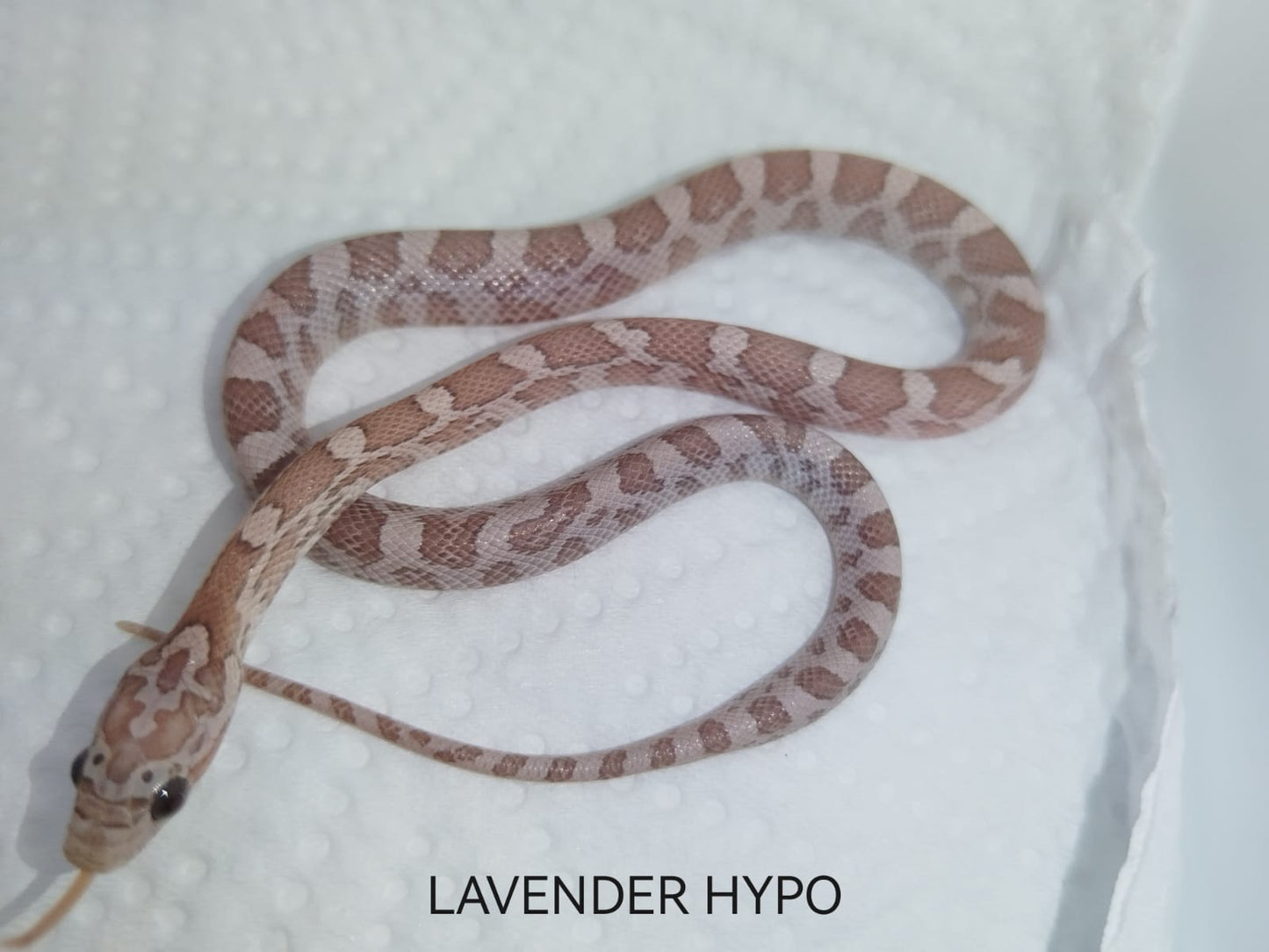 Lavender hypo snake on a white background with 'LAVENDER HYPO' text.