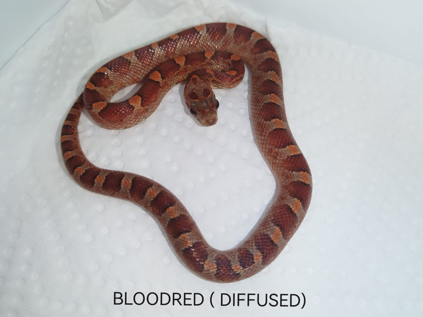 Bloodred corn snake on a white background with 'BLOODRED (DIFFUSED)' text.