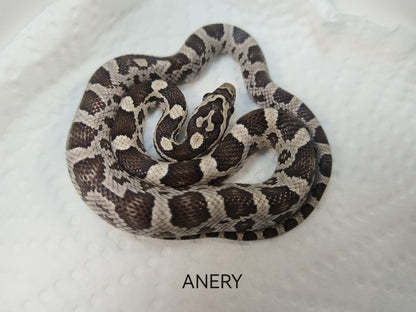 Snake with brown and white pattern on a white background, labeled 'ANERY'.