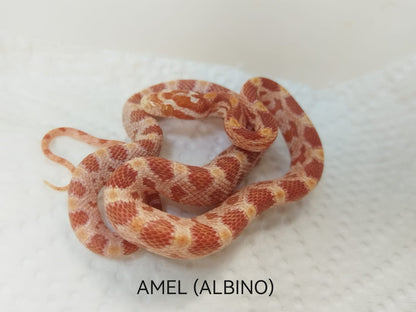 Corn Snake- Amel Albino