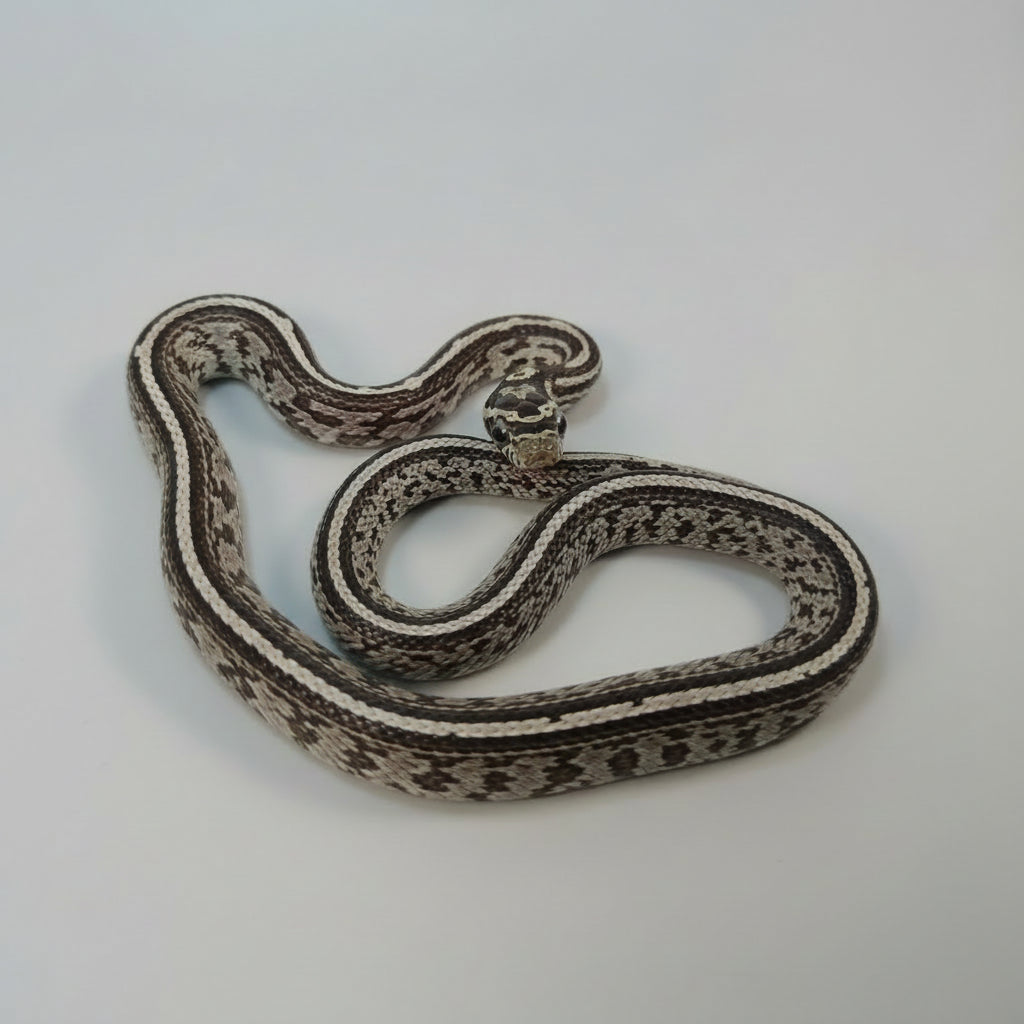 Gallery Detail: Captive Bred Corn Snakes Pantherophis Guttatus Repticube