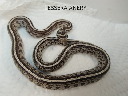 Snake in enclosure: "Tessera Anery corn snake resting in a naturalistic terrarium