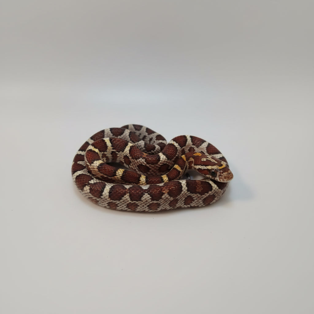 Captive Bred Corn Snakes – Pantherophis guttatus - Repticube – REPTICUBE