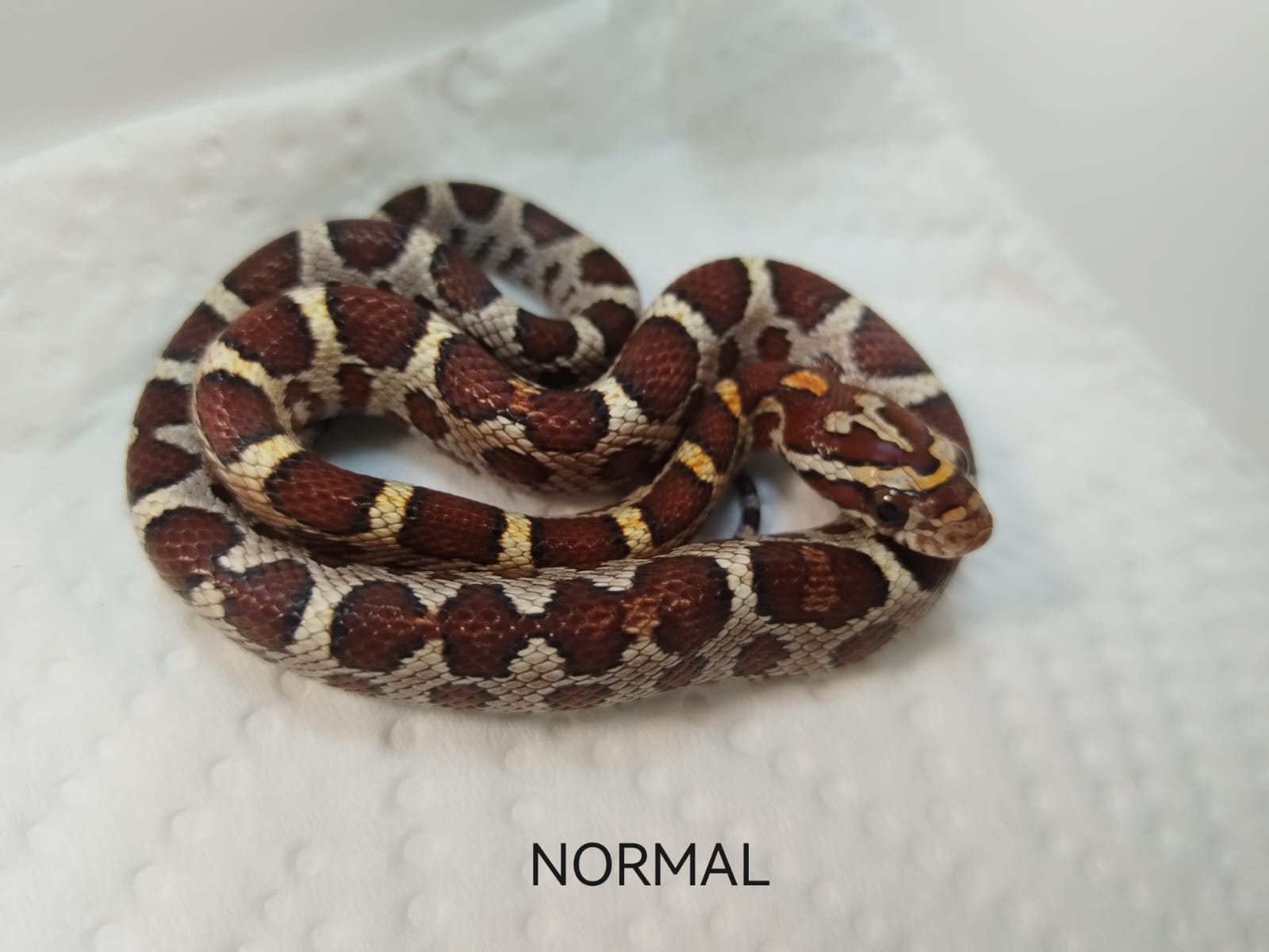 Coiled snake on a white background with 'NORMAL' text
