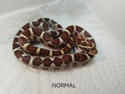 Coiled snake on a white background with 'NORMAL' text