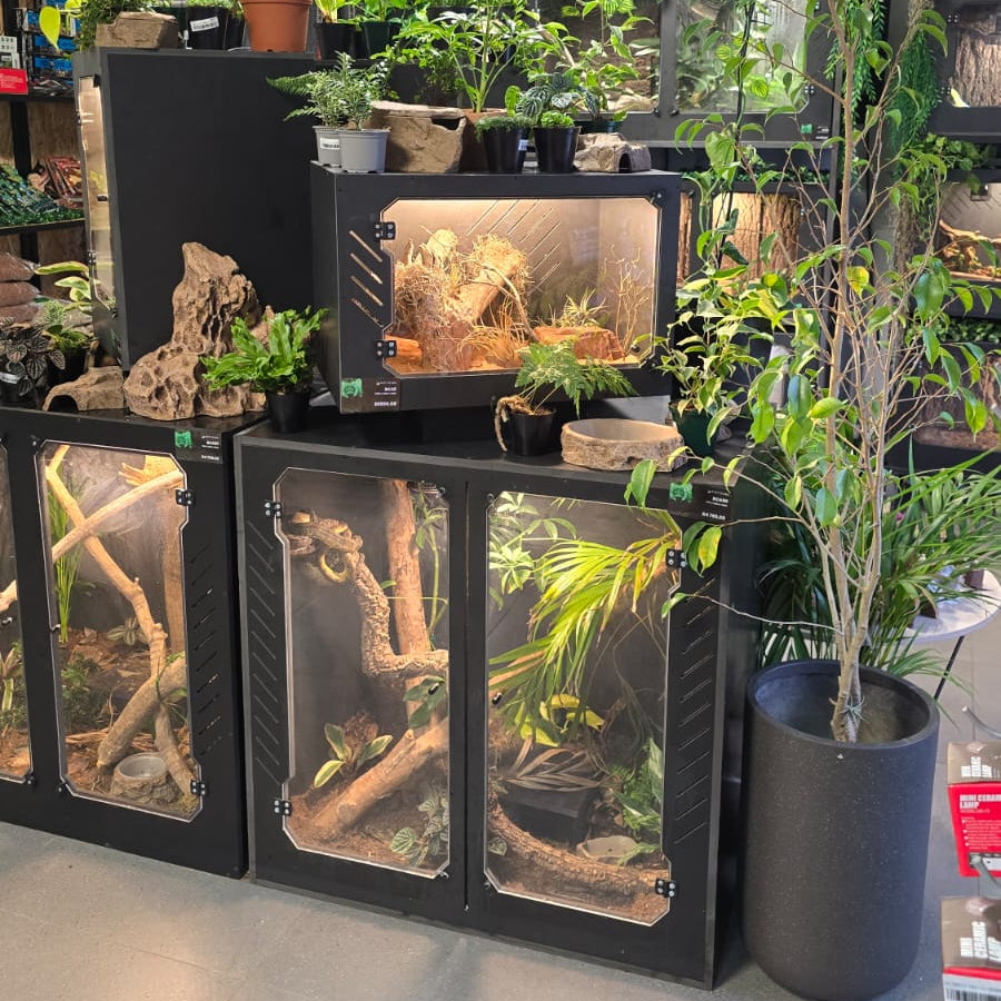 Reptile enclosures in a store setting with plants and decor.