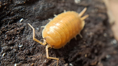 Isopods