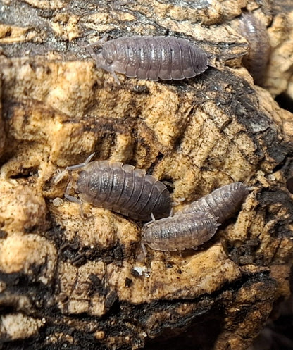 Isopods