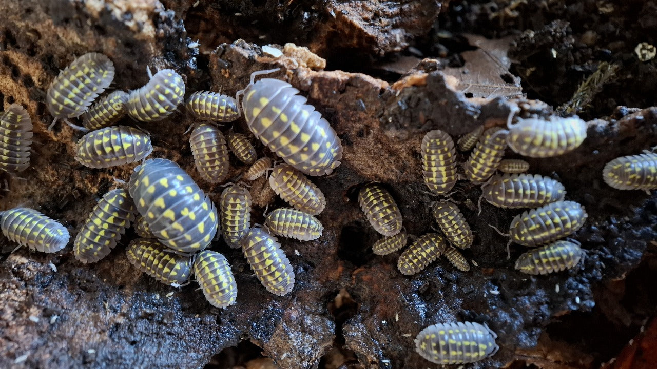 Small arthropods on a dark, textured surface