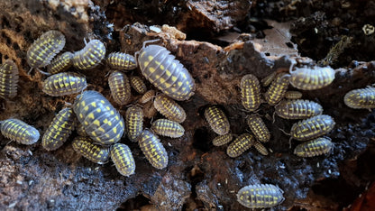 Small arthropods on a dark, textured surface