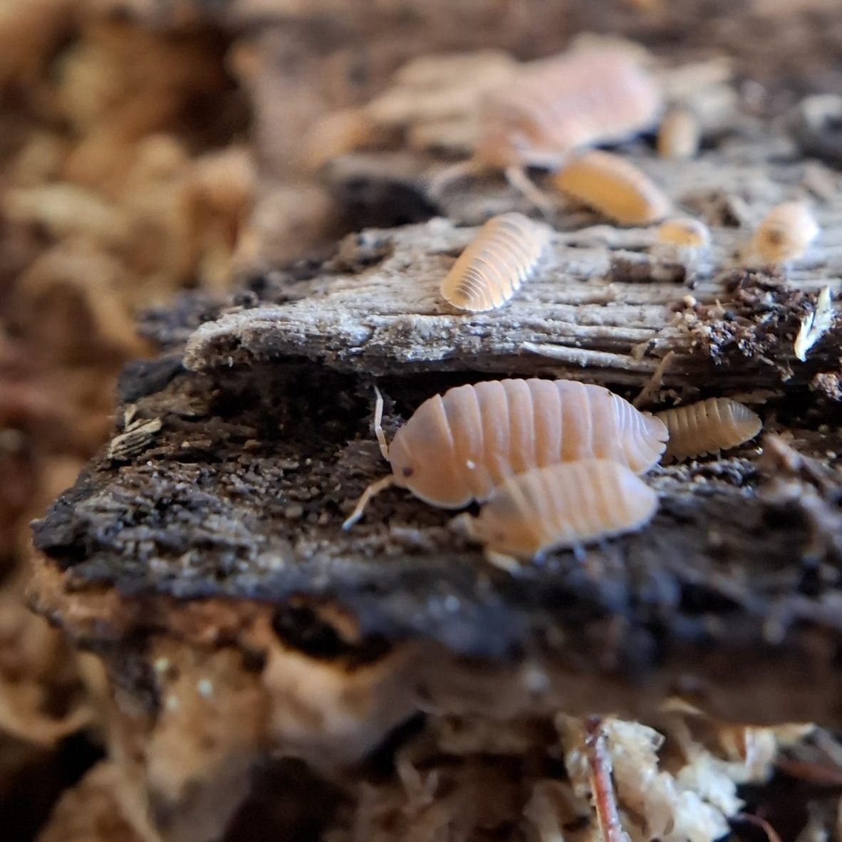 Isopods