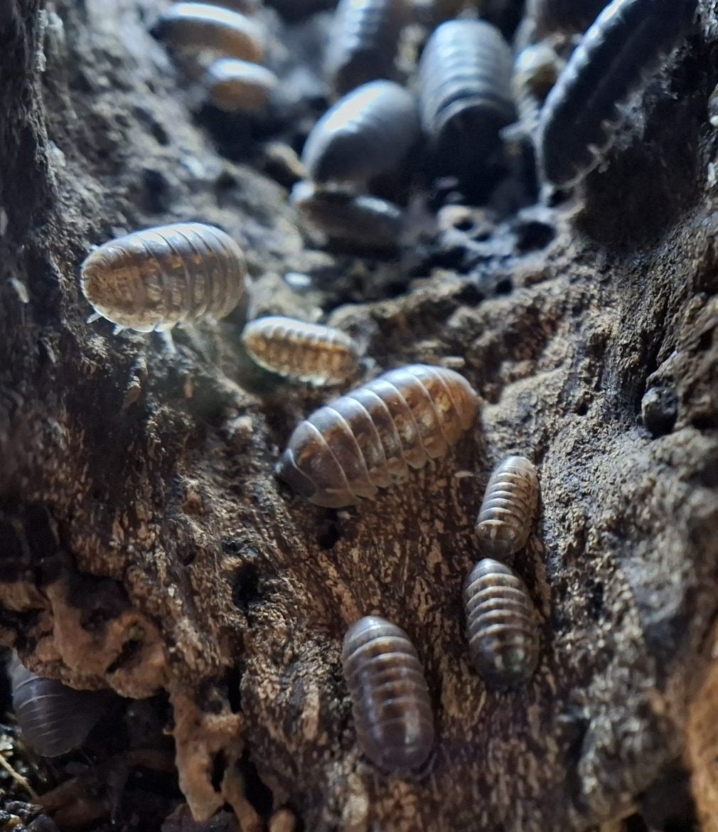 Isopods