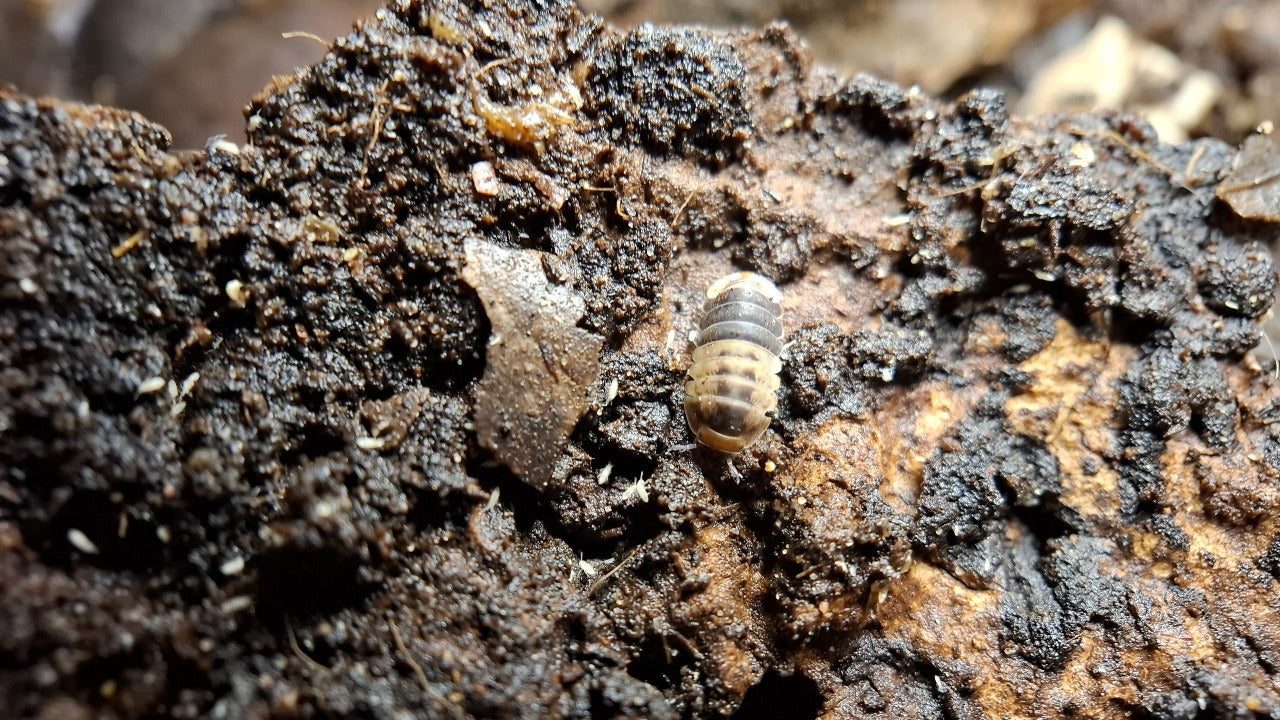 Isopods