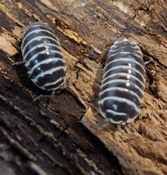 Two striped Zebra Isopods on a wooden surface- Repticube