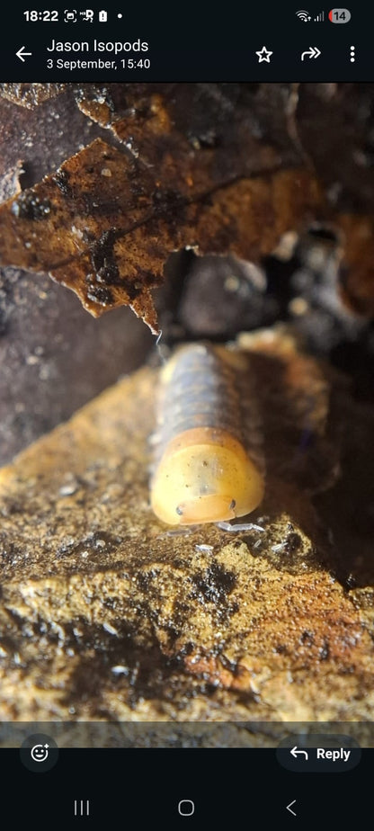 Isopods