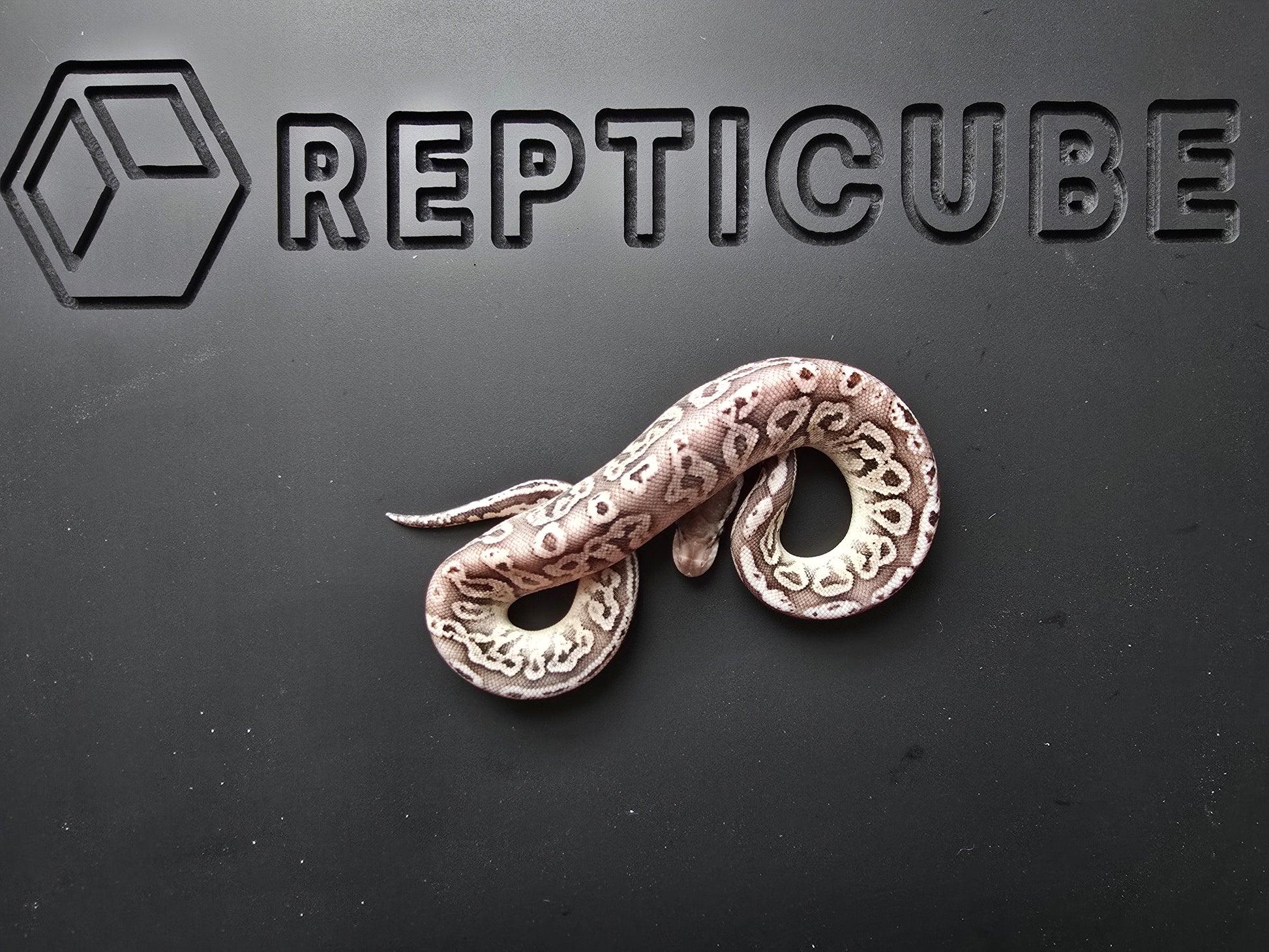 Ball python on a black background with 'REPTICUBE' branding.