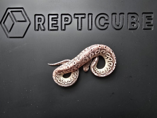 Ball python on a black background with 'REPTICUBE' branding.