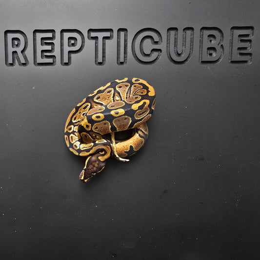 Ball python on a black surface with 'Repticube' branding