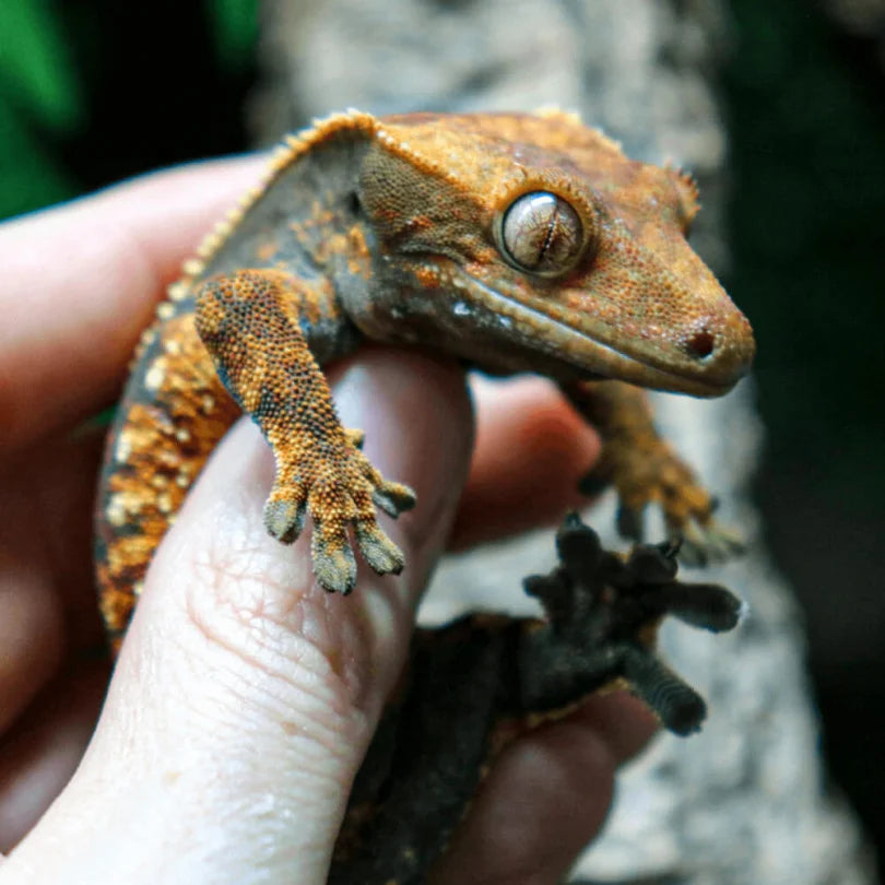 crested gecko- Repticube