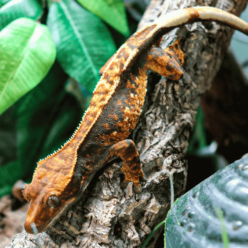 Gecko on a branch with green leaves in the background