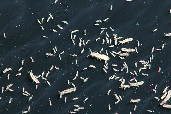 Springtails on soil: "Springtails thriving in bioactive terrarium substrate.