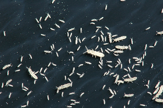 Springtails on soil: "Springtails thriving in bioactive terrarium substrate.