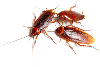Live Turkistan roaches available in multiple sizes and box quantities.