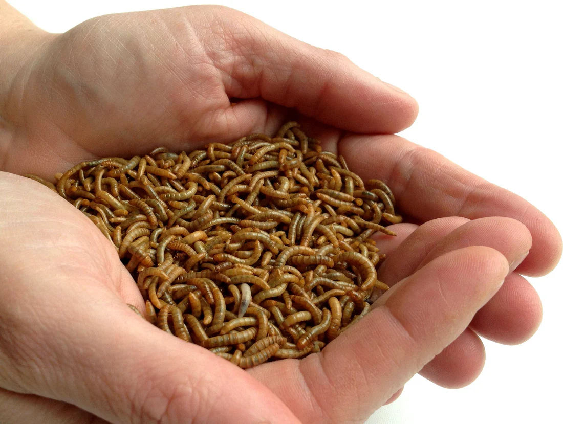 Hand holding a small pile of mealworms against a white background