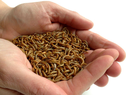 Hand holding a small pile of mealworms against a white background