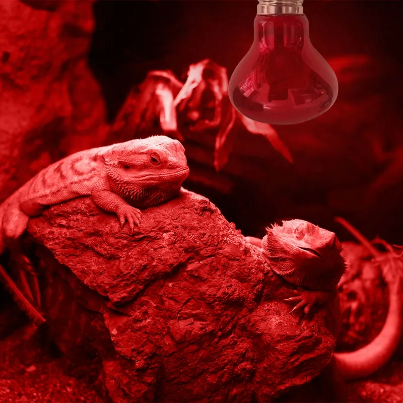 Warm glow inside a nocturnal reptile habitat