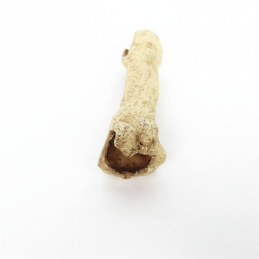 A small natural bone-shaped decorative piece for reptile enclosure