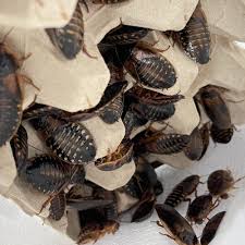 Live Dubia roaches in multiple sizes and box quantities for reptile feeding.