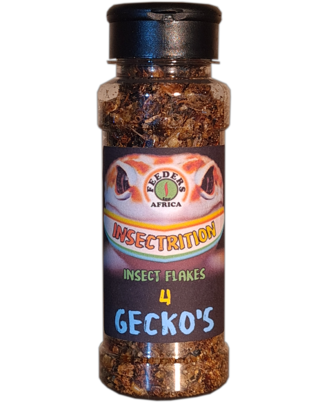 Crested gecko eating a live cricket feeder insect.