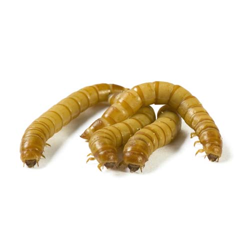 mealworms on a white background