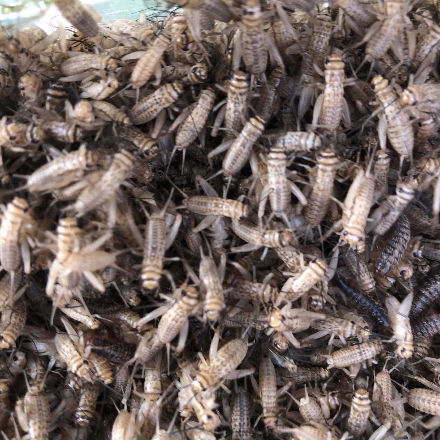 Cricket close-up: "Live crickets feeder insects for reptiles and amphibians