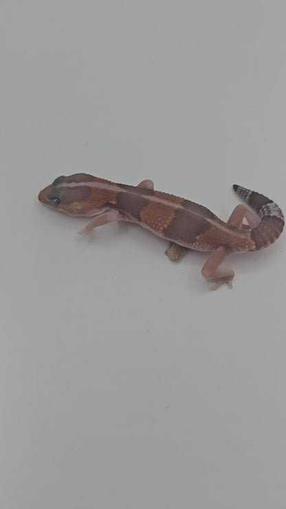 African Fat tailed Gecko 3