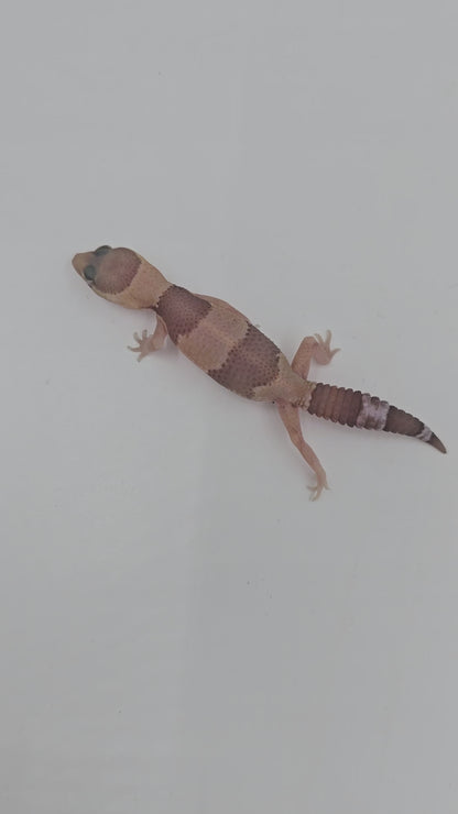 African Fat tailed Gecko 1- unsexed