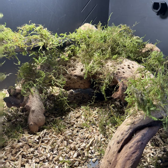 Natural reptile substrate for comfortable habitats