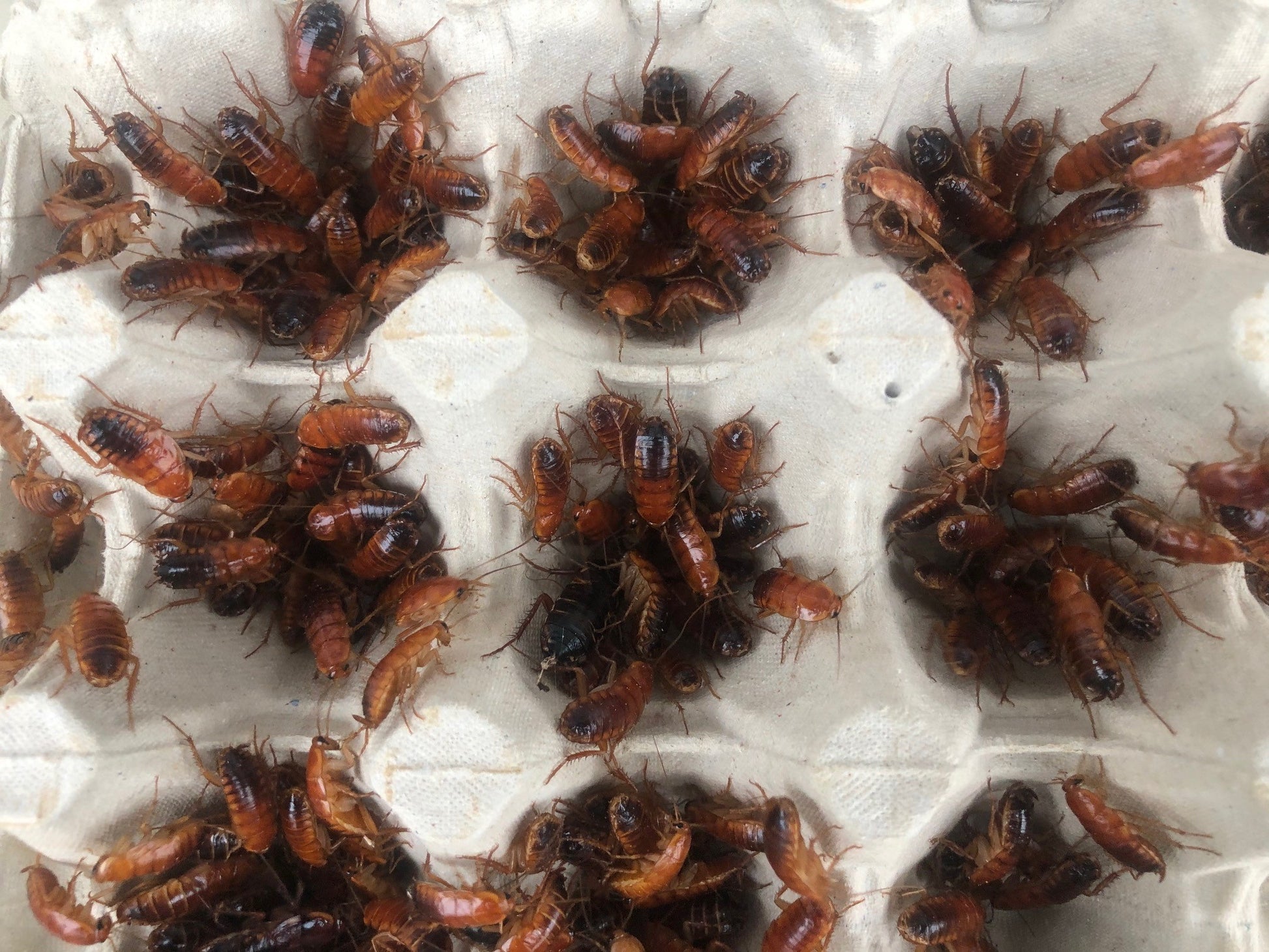 Live Turkistan roaches available in multiple sizes and box quantities.
