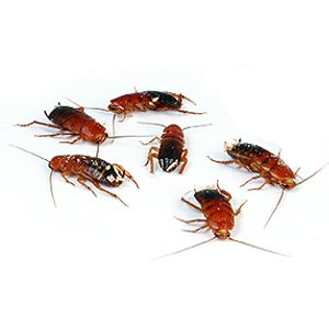 Live Turkistan roaches available in multiple sizes and box quantities.