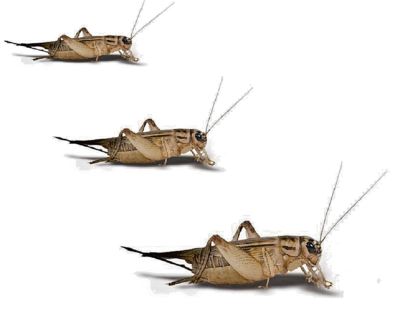 Cricket close-up: "Live crickets feeder insects for reptiles and amphibians