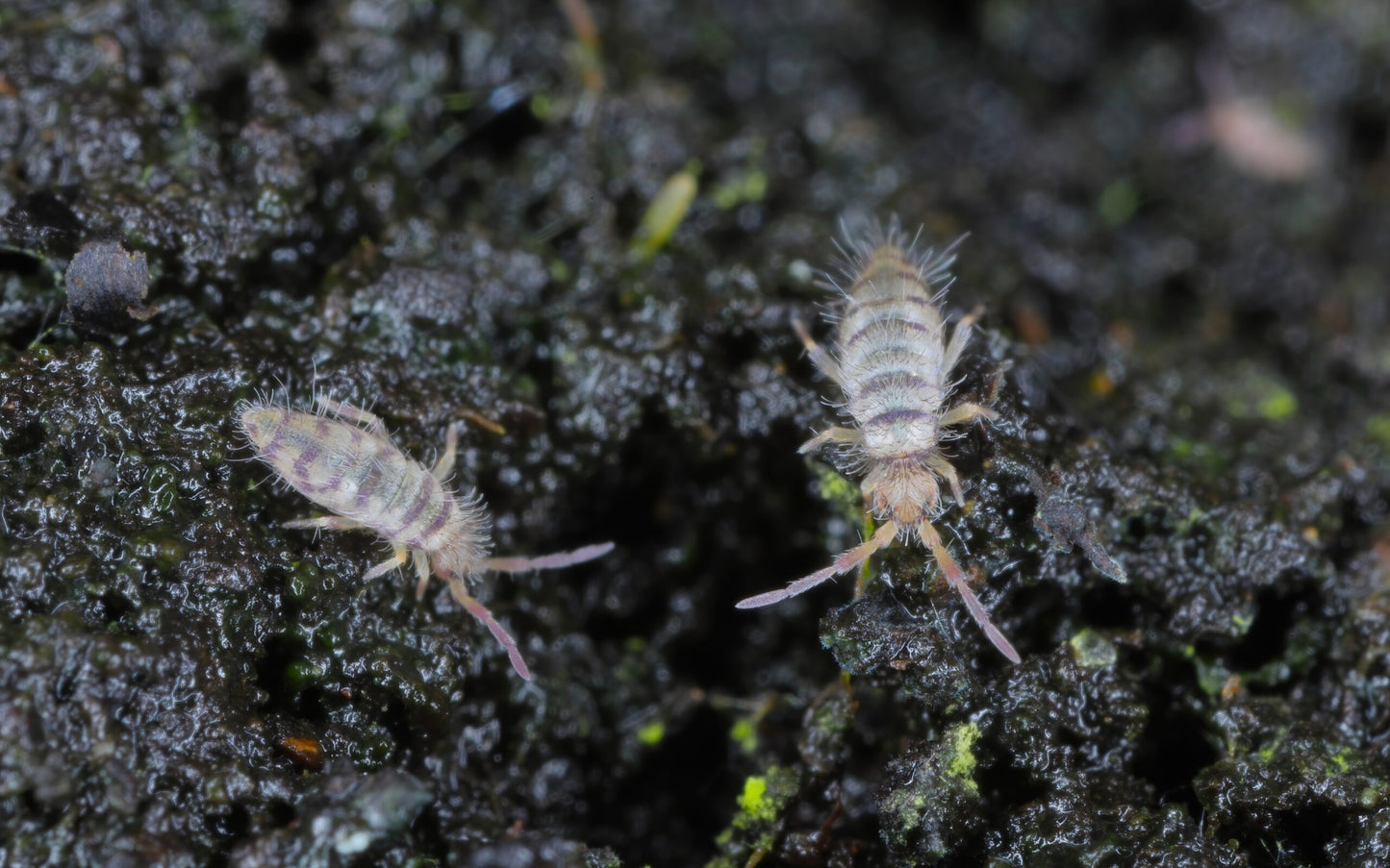 Springtails on soil: "Springtails thriving in bioactive terrarium substrate.