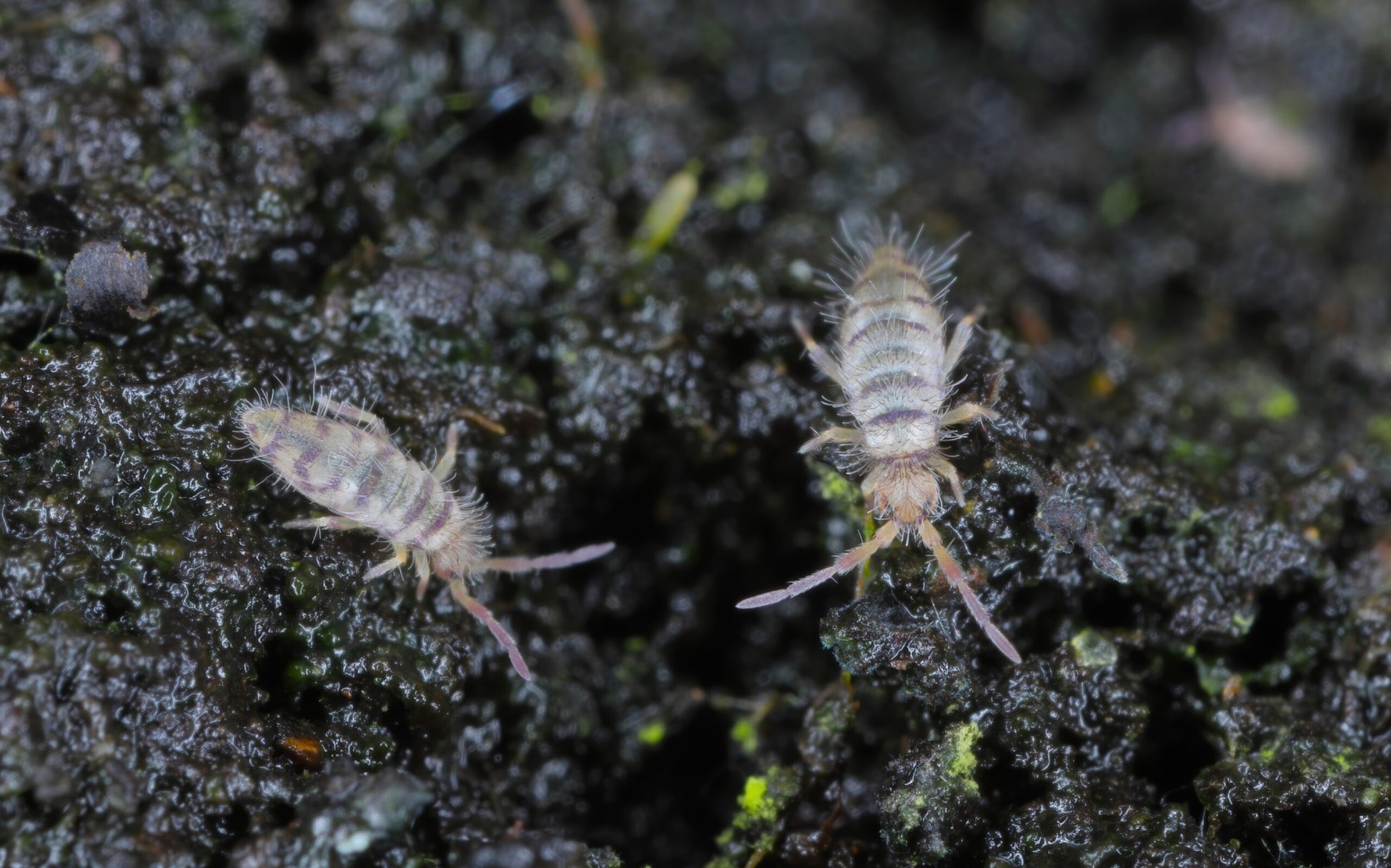 Springtails on soil: "Springtails thriving in bioactive terrarium substrate.