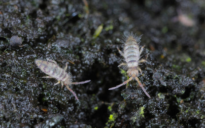 Springtails on soil: "Springtails thriving in bioactive terrarium substrate.